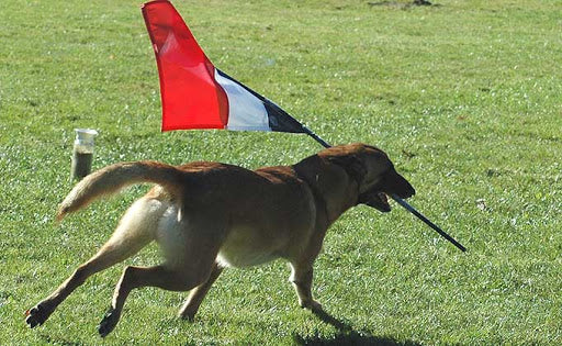 Le sport canin agility, qu’est-ce que c’est ?